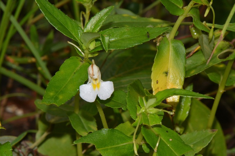 Impatiens assurgens