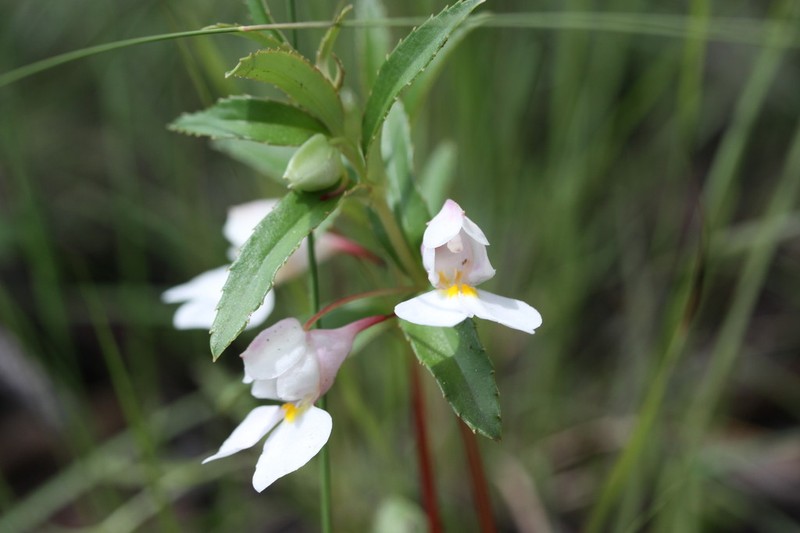Impatiens assurgens photo 2