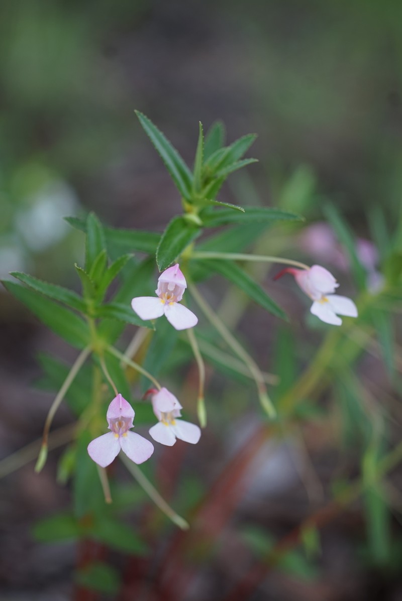 Impatiens assurgens photo 3