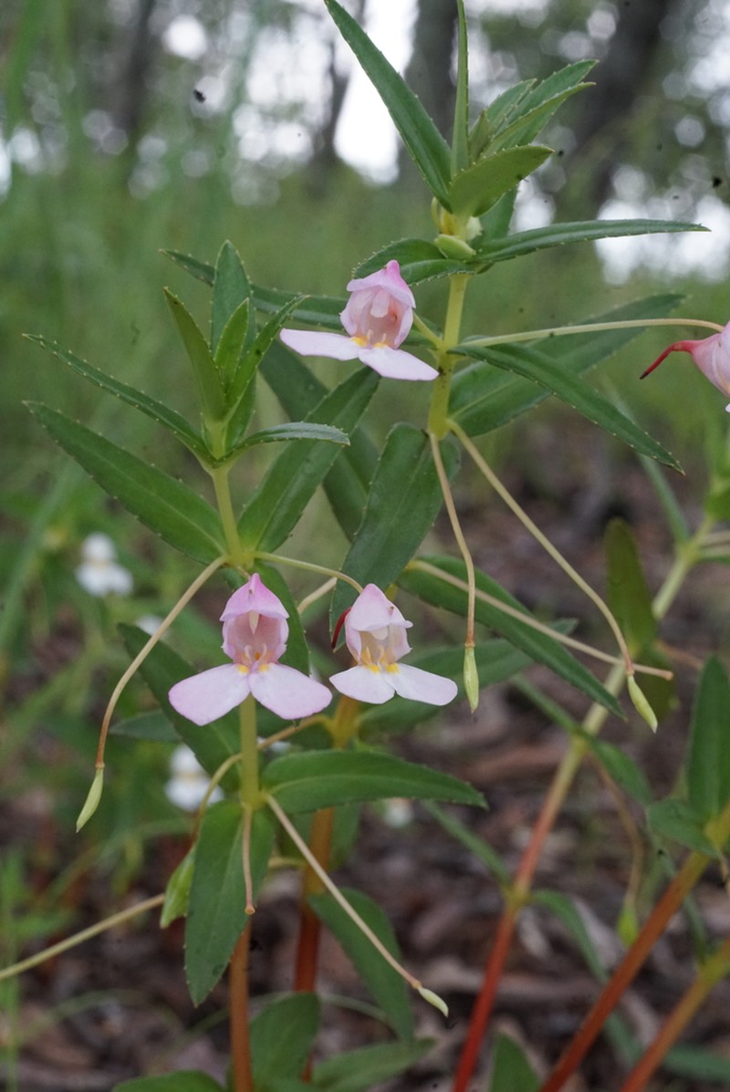 Impatiens assurgens photo 4