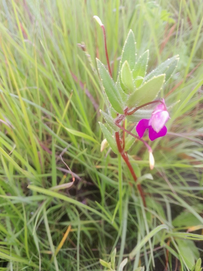 Impatiens assurgens photo 5
