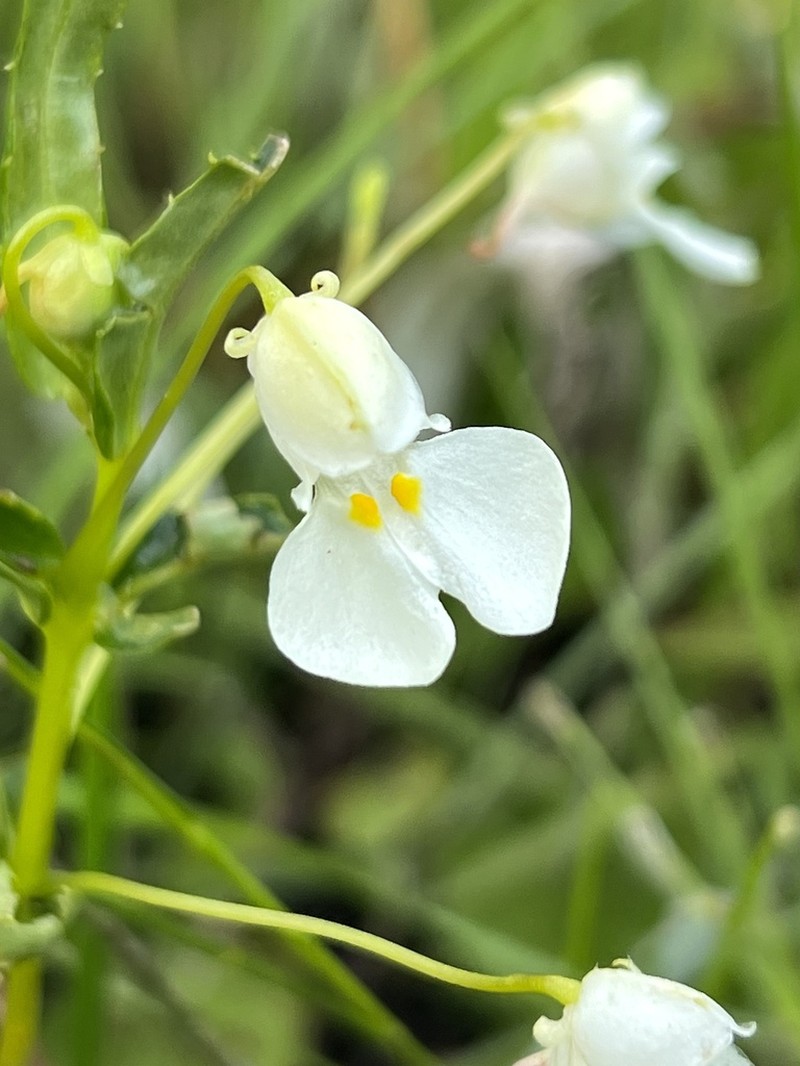 Impatiens assurgens photo 6