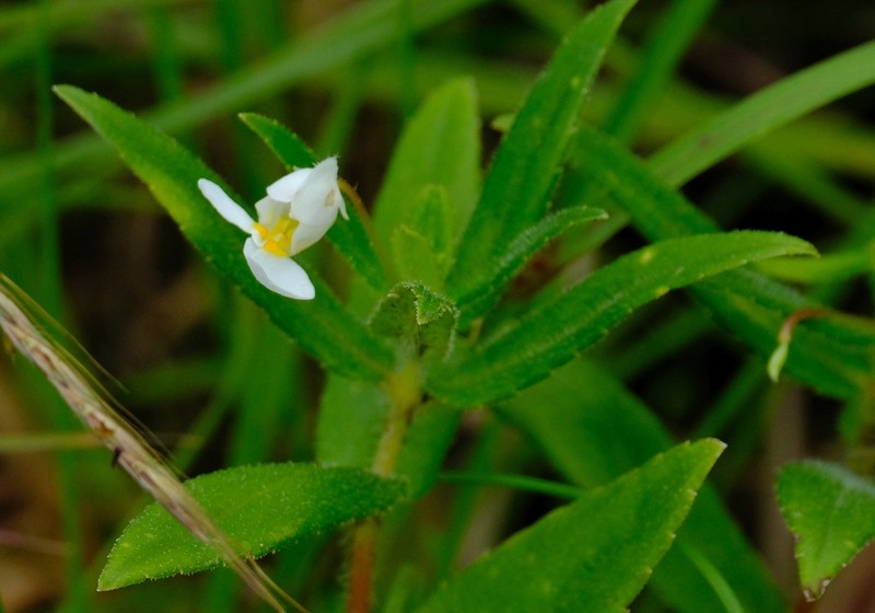 Impatiens assurgens photo 7