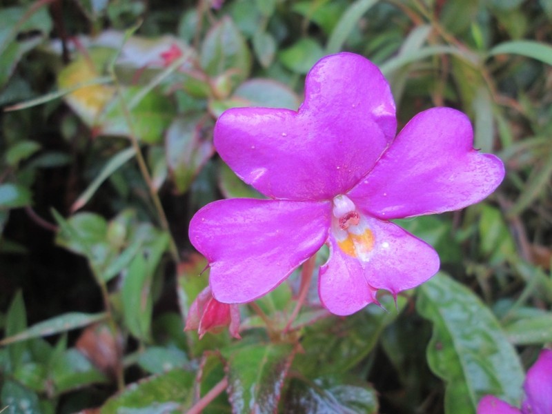 Impatiens attopeuensis