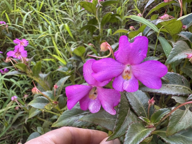 Impatiens attopeuensis photo 2
