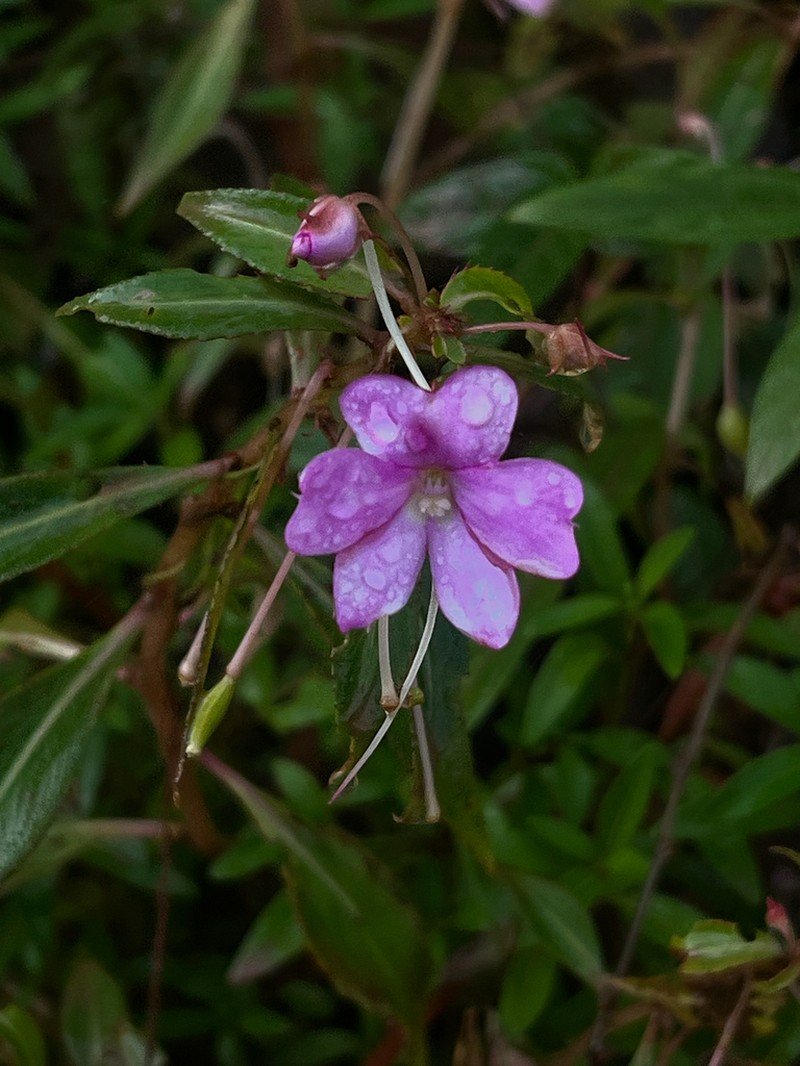 Impatiens attopeuensis photo 3
