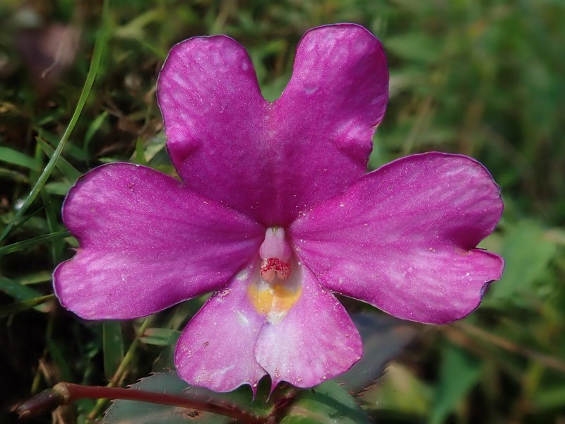 Impatiens attopeuensis photo 5