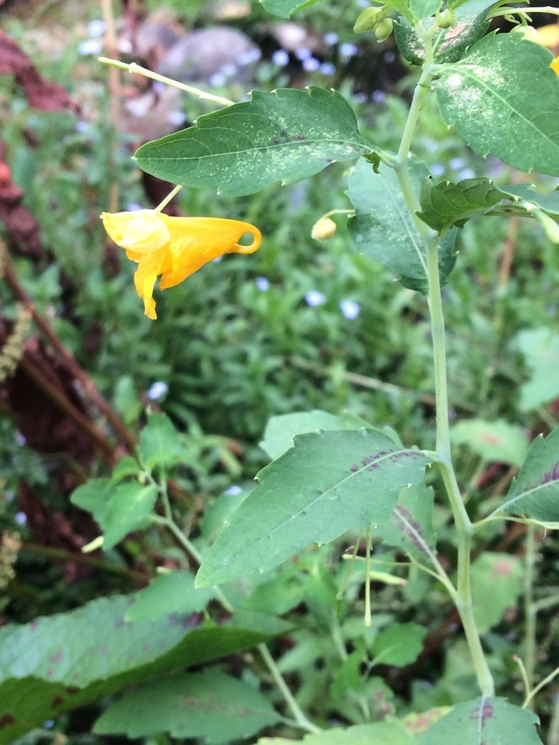 Paleyellow Touch-Me-Not photo 2