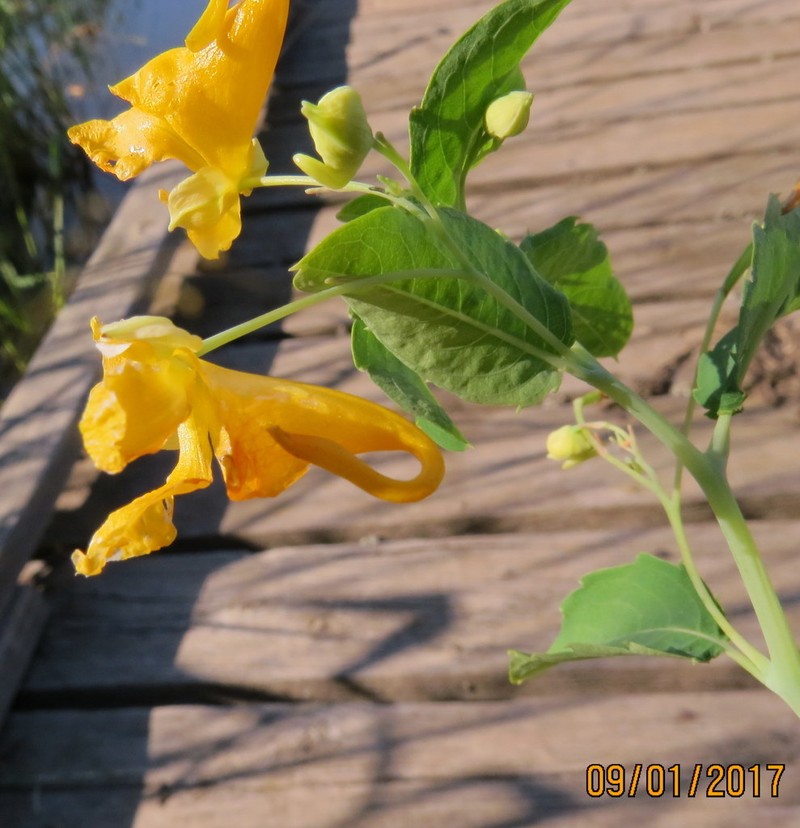 Paleyellow Touch-Me-Not photo 4