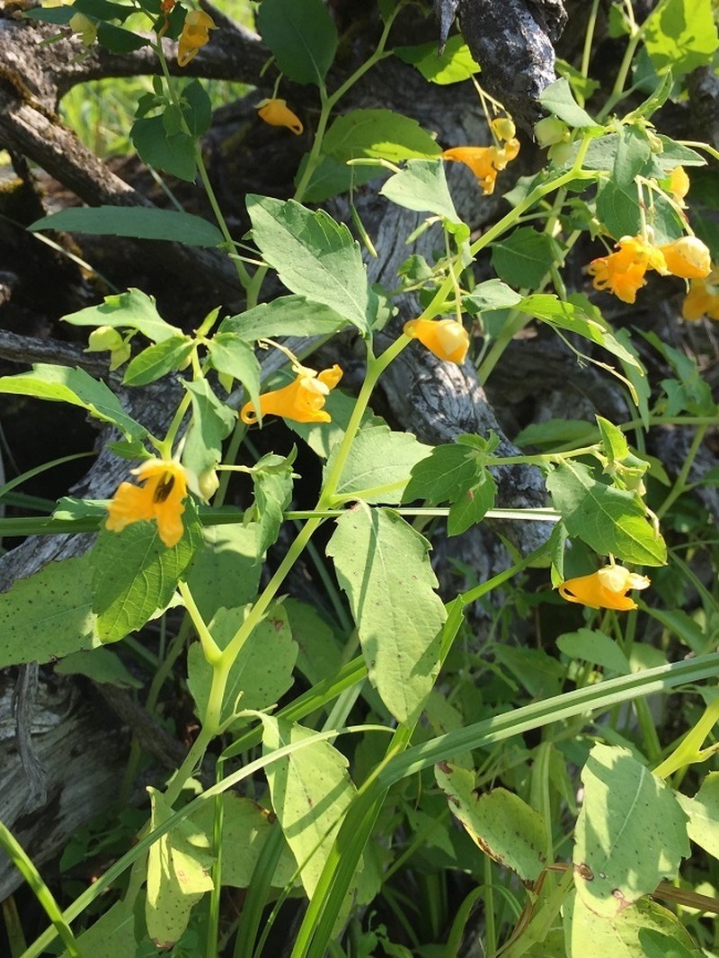 Paleyellow Touch-Me-Not photo 5