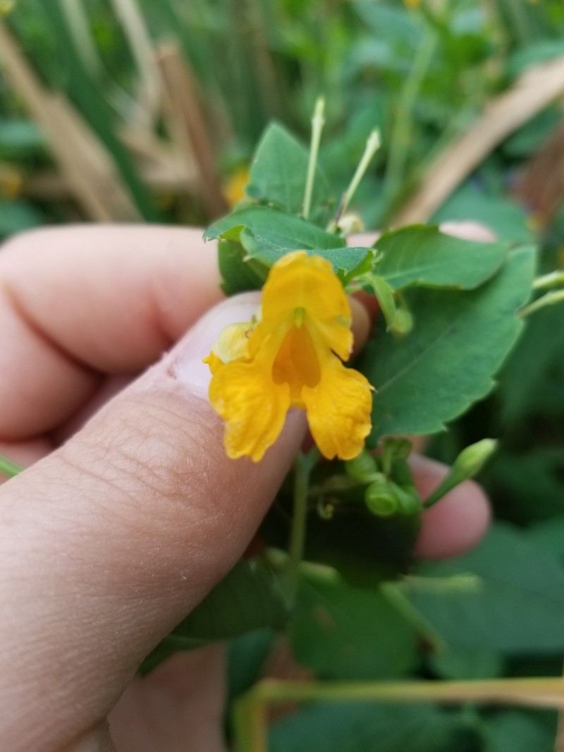 Paleyellow Touch-Me-Not photo 6