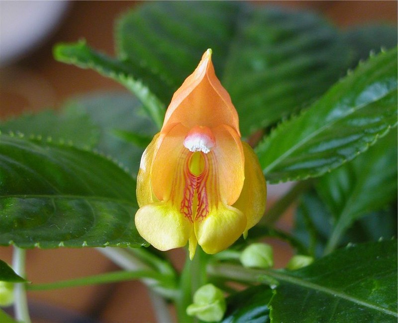 Impatiens auricoma