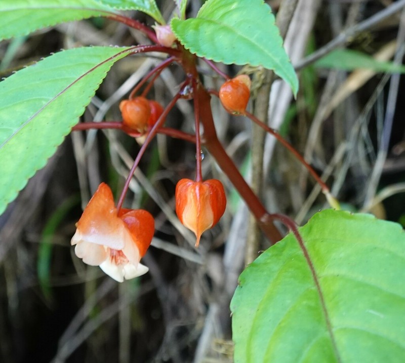 Impatiens auricoma photo 2