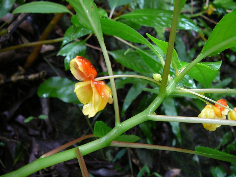 Impatiens auricoma photo 3