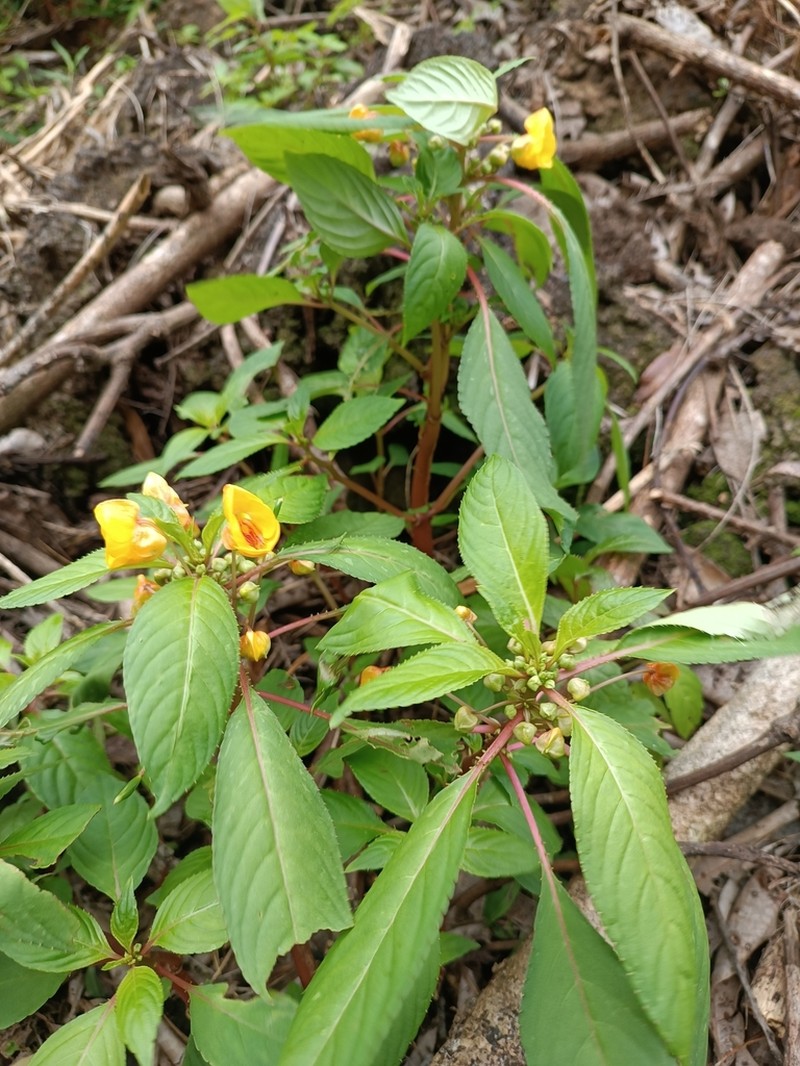 Impatiens auricoma photo 4