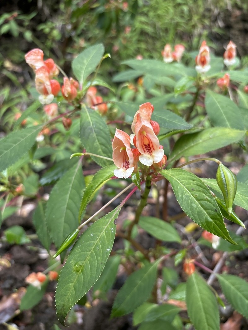 Impatiens auricoma photo 5