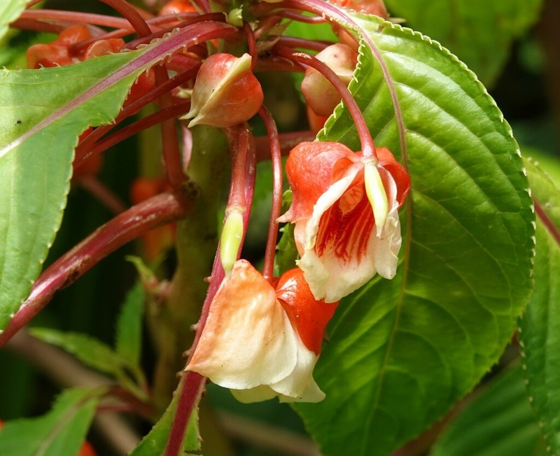 Impatiens auricoma photo 6