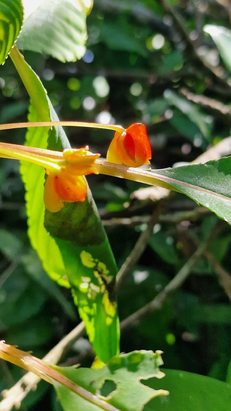 Impatiens auricoma photo 7