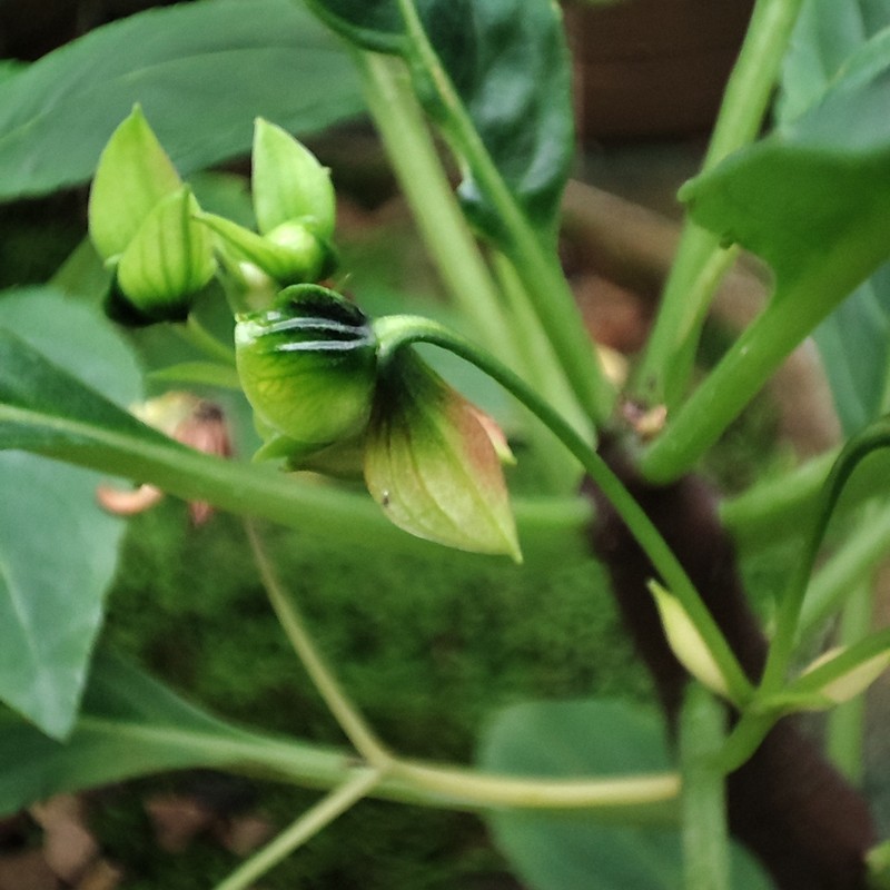 Impatiens auriculata