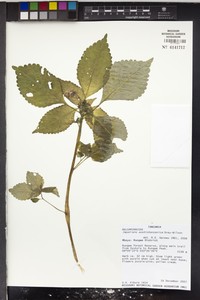 Impatiens austrotanzanica