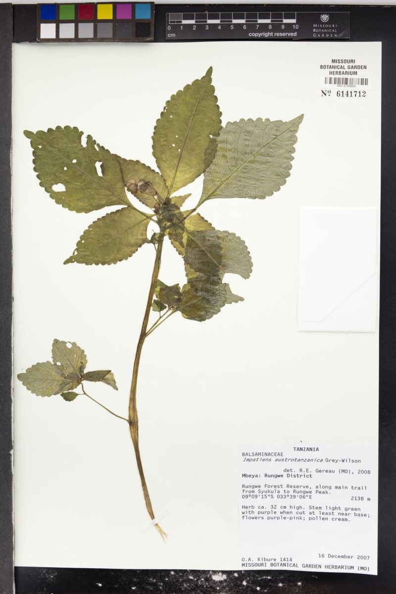 Impatiens austrotanzanica