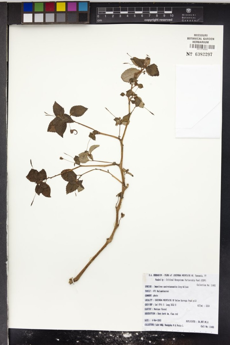 Impatiens austrotanzanica photo 2