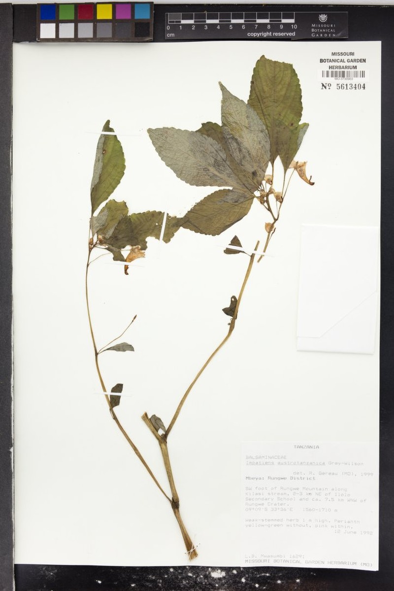 Impatiens austrotanzanica photo 3