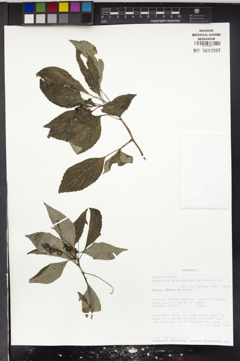 Impatiens austrotanzanica photo 4