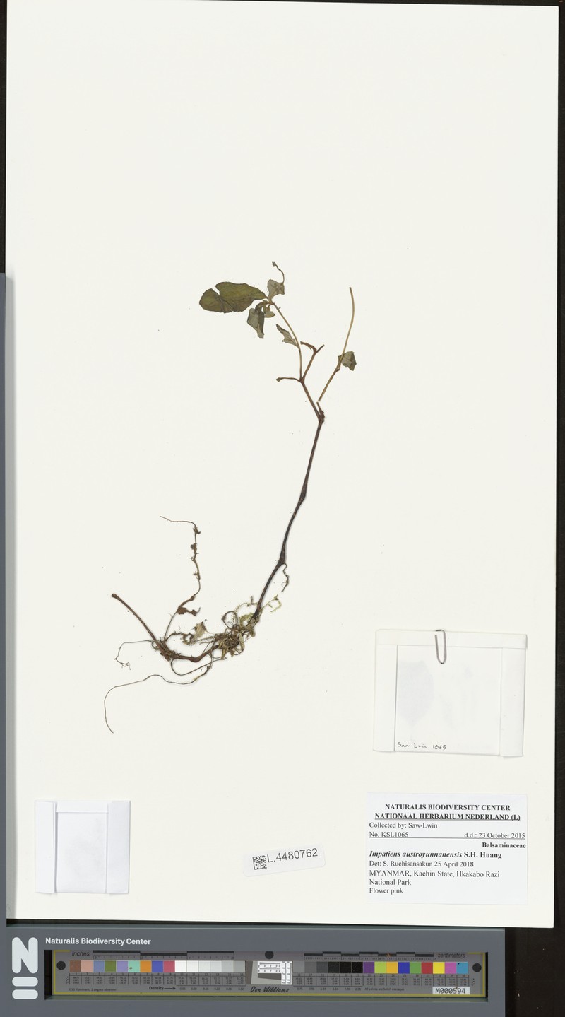 Impatiens austroyunnanensis