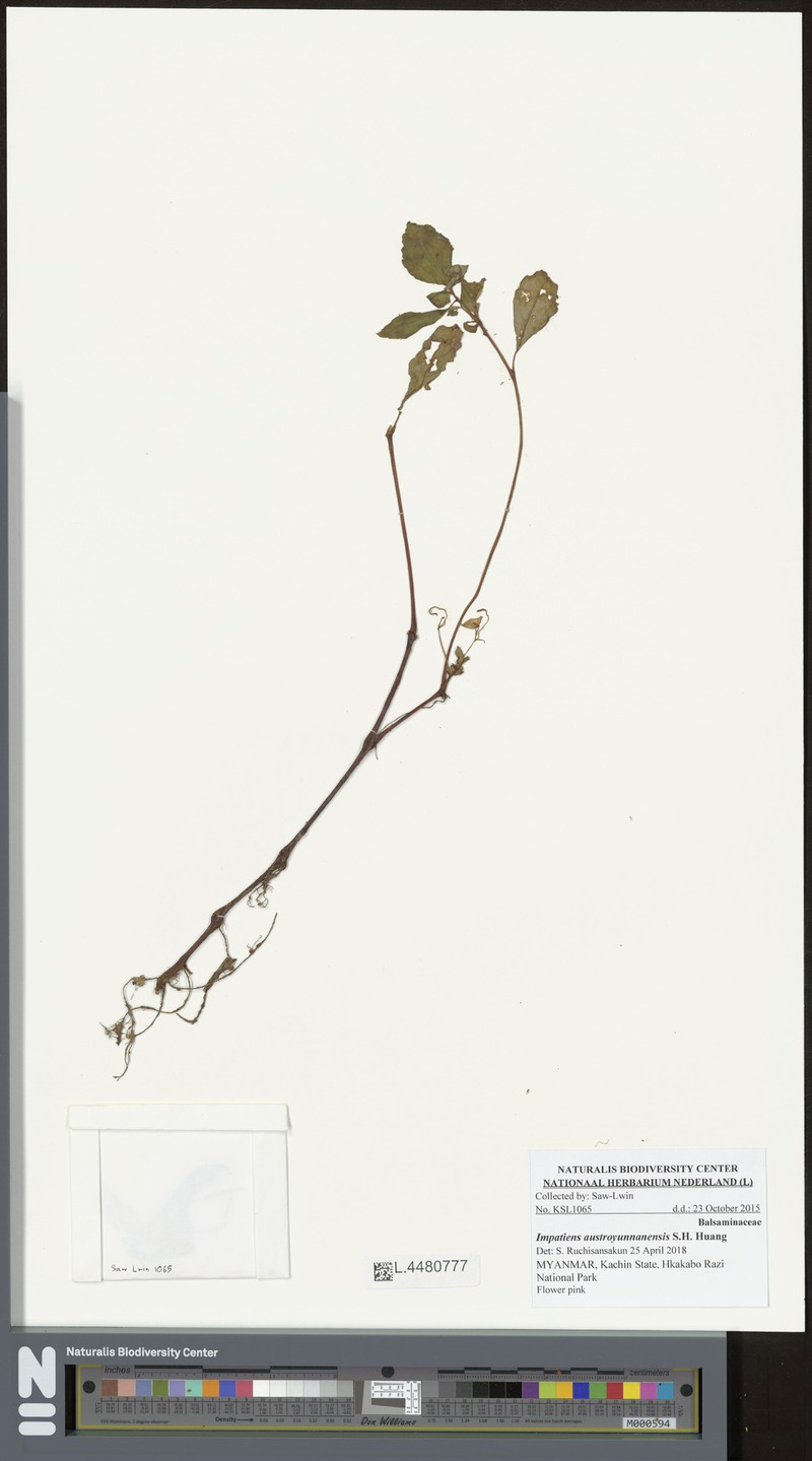 Impatiens austroyunnanensis photo 2