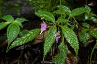 Impatiens bahanensis