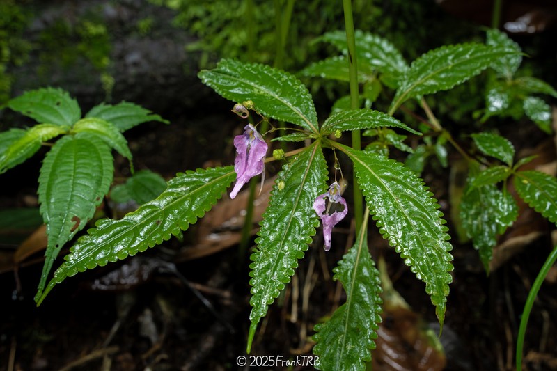 Impatiens bahanensis