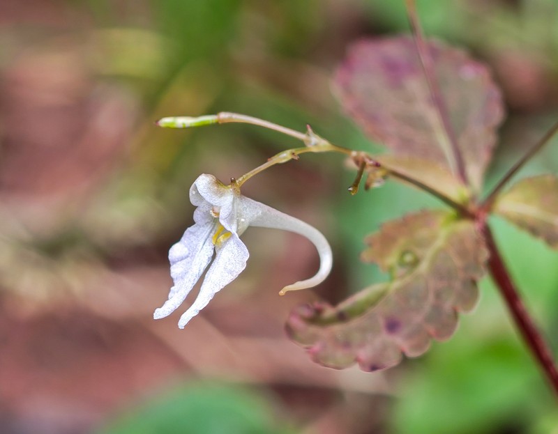 Impatiens bahanensis photo 2