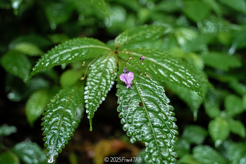 Impatiens bahanensis photo 3