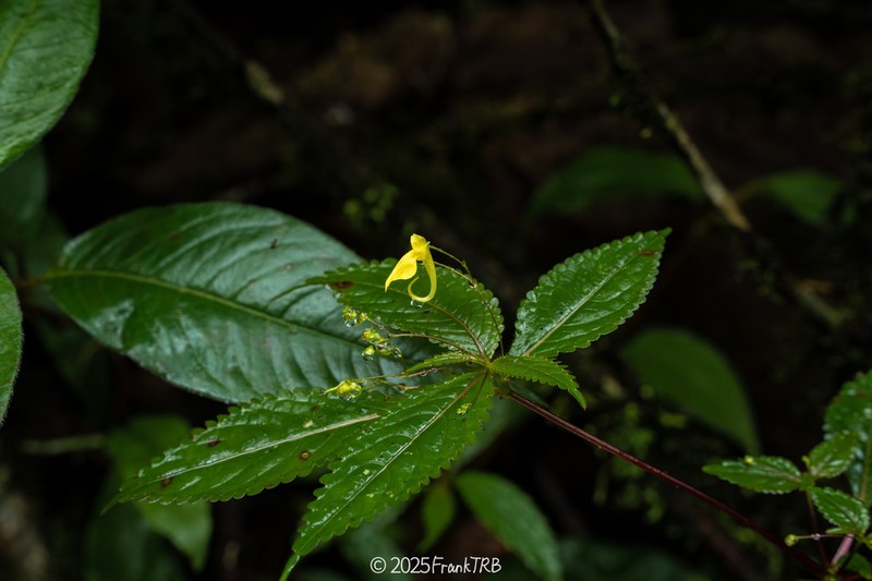 Impatiens bahanensis photo 5