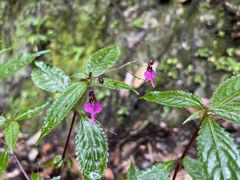 Impatiens bahanensis photo 8