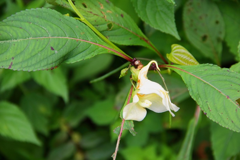 Impatiens bajurensis