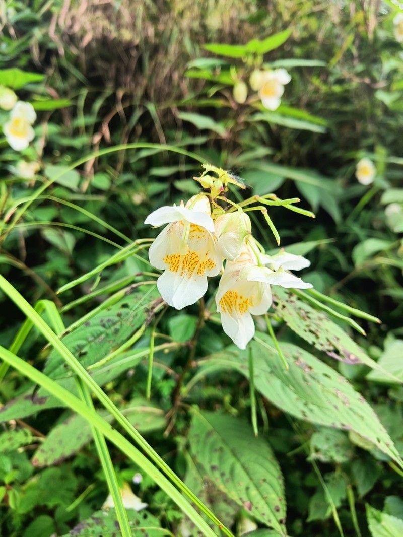 Impatiens bajurensis photo 2