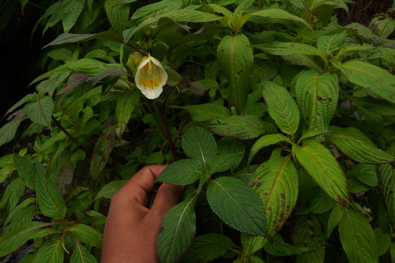 Impatiens bajurensis photo 5