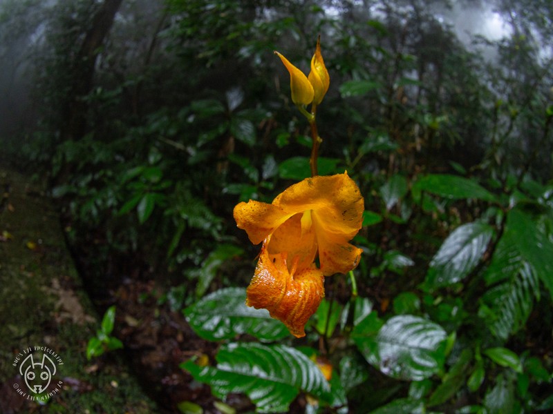 Impatiens balansae
