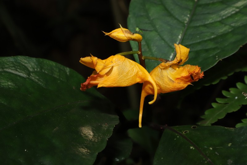 Impatiens balansae photo 2