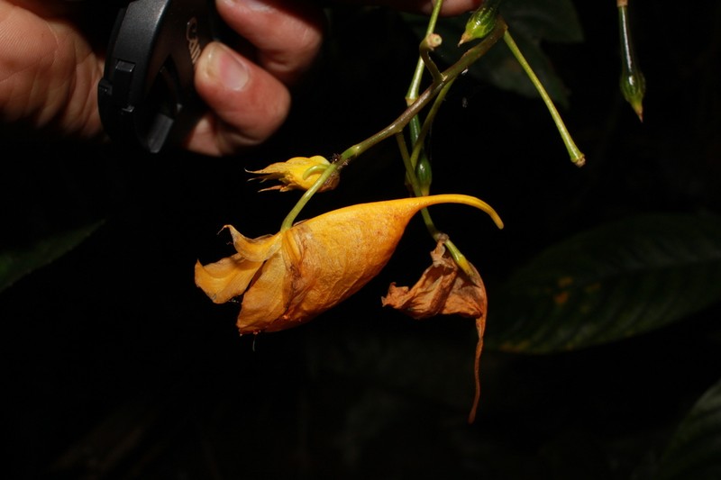 Impatiens balansae photo 4