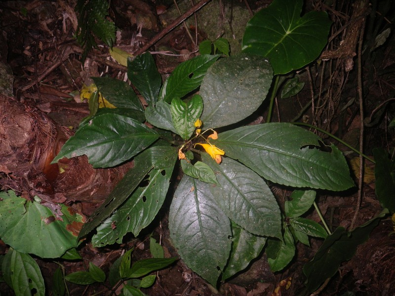Impatiens balansae photo 5