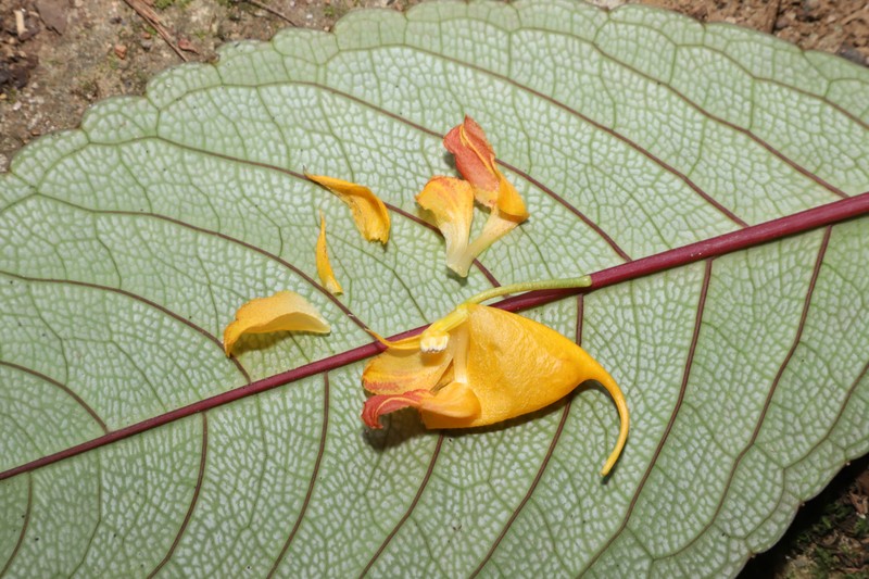 Impatiens balansae photo 6