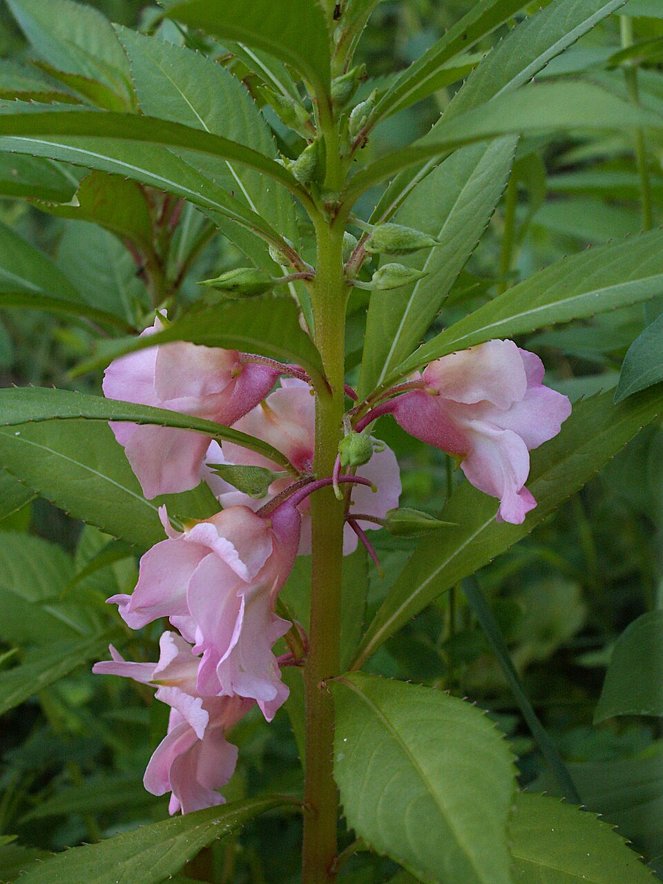 Spotted Snapweed photo 5