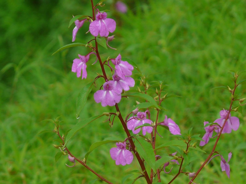 Spotted Snapweed photo 8