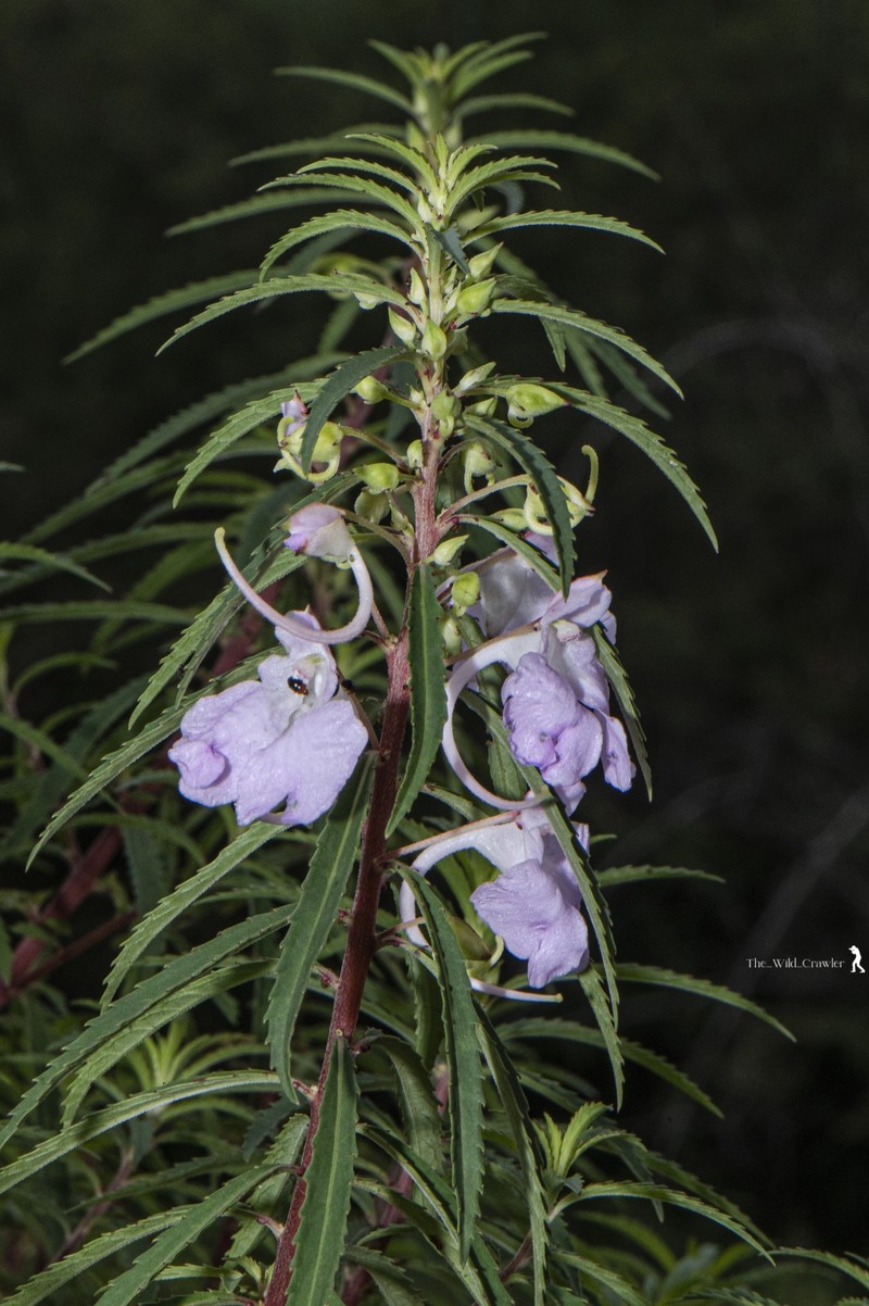 Impatiens balsamina var. parusnathica