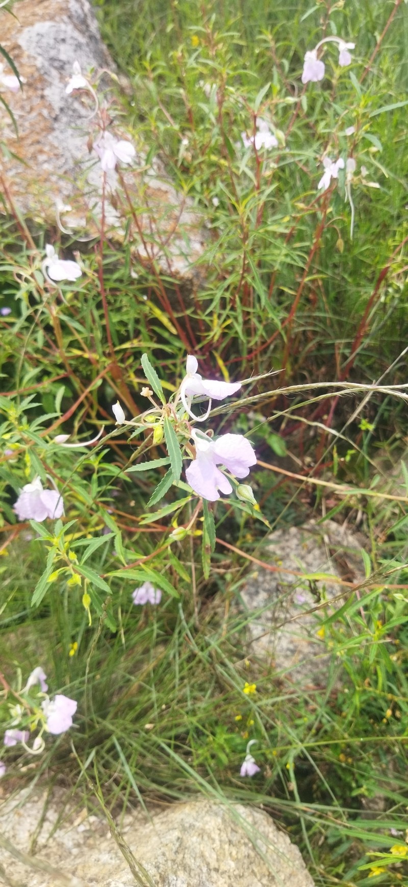 Impatiens balsamina var. parusnathica photo 2