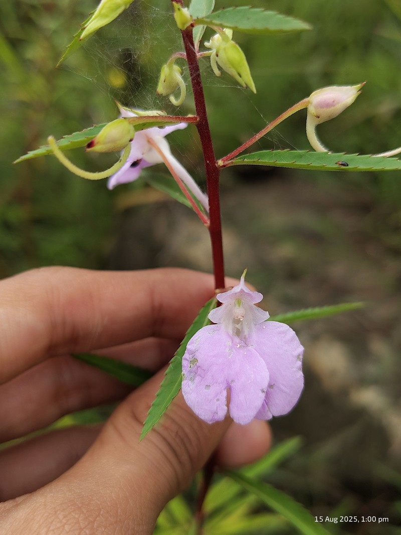 Impatiens balsamina var. parusnathica photo 3