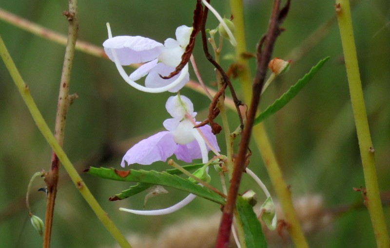 Impatiens balsamina var. parusnathica photo 4